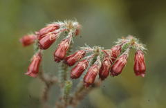 Erica cunoniensis