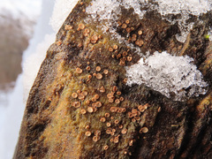 Lasiobelonium variegatum