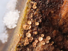 Lasiobelonium variegatum