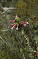 Erica thomae