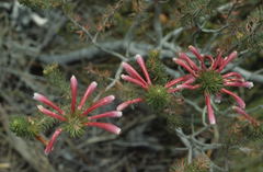Erica thomae