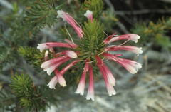 Erica thomae