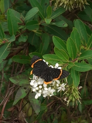 Riodina lycisca