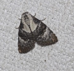 Acatapaustus leucospila