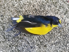 Euphonia hirundinacea