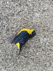 Euphonia hirundinacea