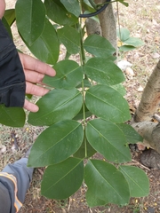 Cassia fistula