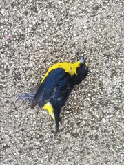 Euphonia hirundinacea