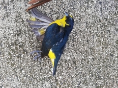 Euphonia hirundinacea