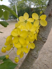 Cassia fistula