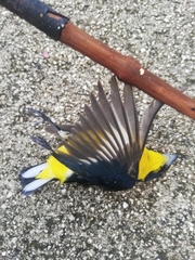 Euphonia hirundinacea