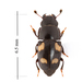 Four-spotted Sap Beetle - Photo (c) Pierrick Bloin, some rights reserved (CC BY-NC), uploaded by Pierrick Bloin