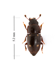 Glischrochilus siepmanni