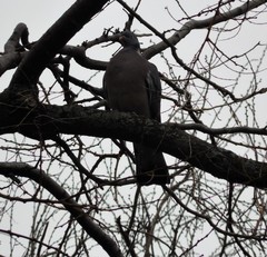 Columba palumbus