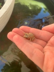 Eleutherodactylus antillensis