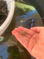 Eleutherodactylus antillensis