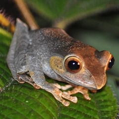 Madagascar Bright-Eyed Frog photo 4