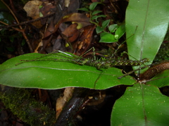 Conogalactea imponens