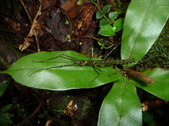Conogalactea imponens