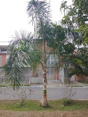 Arecaceae
