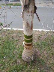 Arecaceae