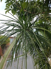 Arecaceae