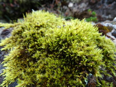 Racomitrium fasciculare