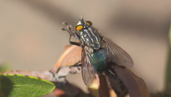 Sarconesia chlorogaster