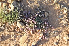 Teucrium gnaphalodes