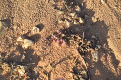 Teucrium gnaphalodes