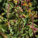 Tetragonia fruticosa - Photo (c) Tom Lloyd Evans,  זכויות יוצרים חלקיות (CC BY-SA), uploaded by Tom Lloyd Evans