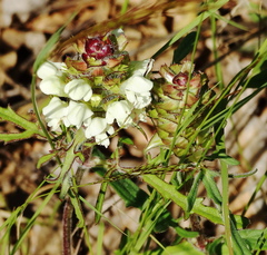Prunella laciniata