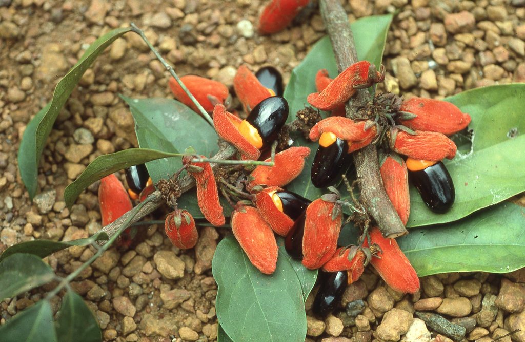 Rourea calophylloides