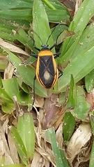 Largus cinctiventris