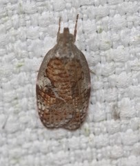 Peritornenta circulatella