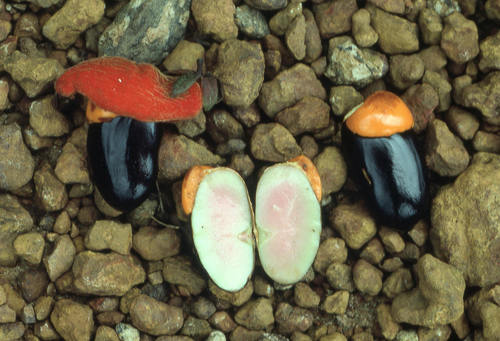 Rourea calophylloides image