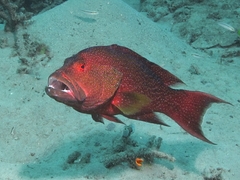 Variola albimarginata