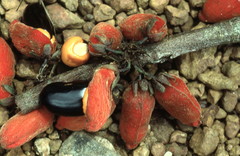 Rourea calophylloides image