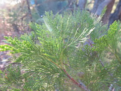 Calocedrus decurrens