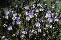Psoralea congesta