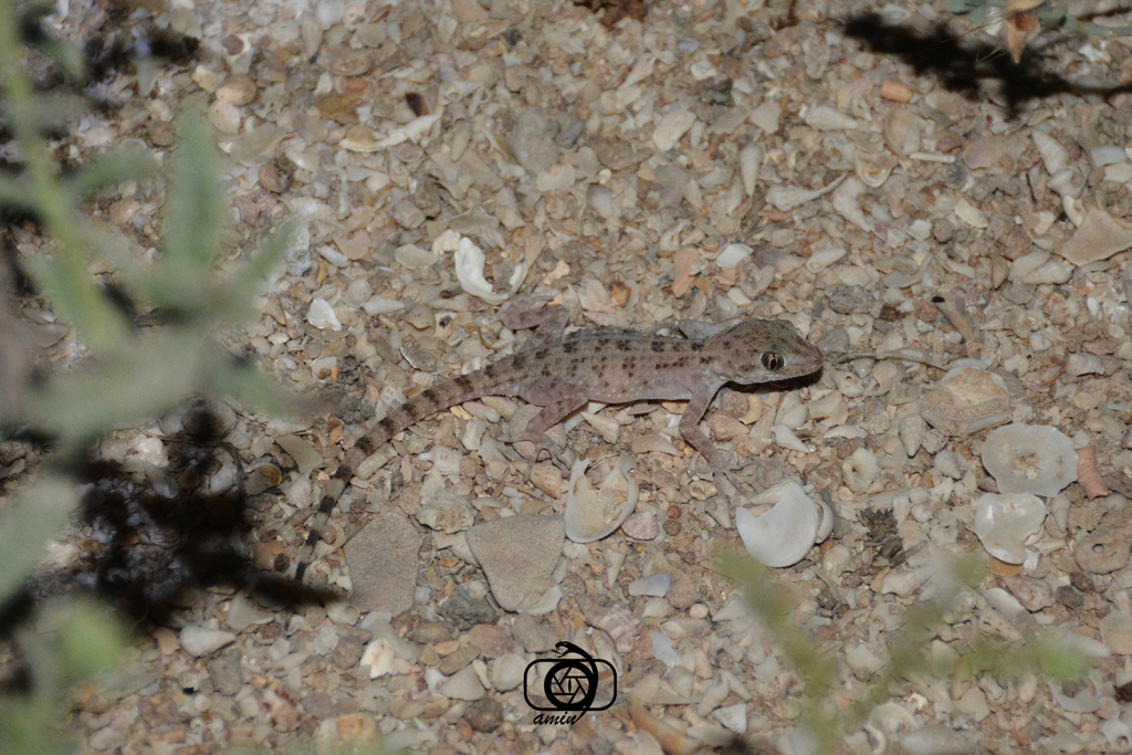 Kachh Gecko