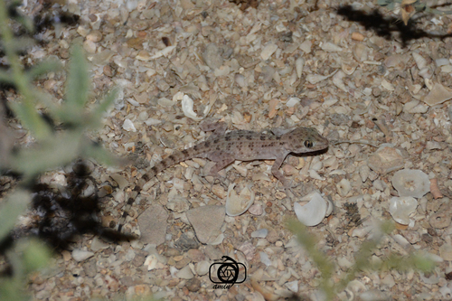 Warty Rock Gecko, Cyrtopodion kachhense