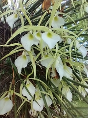Brassavola tuberculata