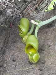 Catasetum fimbriatum