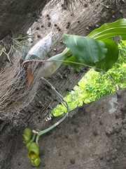 Catasetum fimbriatum