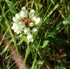 Prunella laciniata