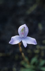 Disa maculata