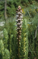 Satyrium rhynchanthum