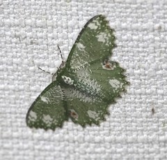 Eucyclodes fascinans