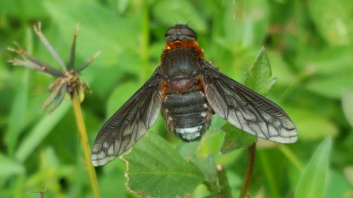 Ligyra orcus